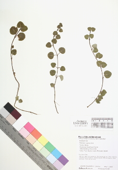primary herbarium image