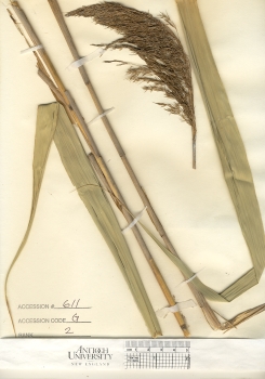 primary herbarium image