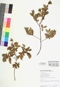 primary herbarium image