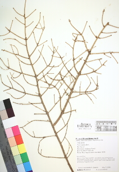 primary herbarium image