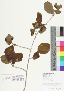 primary herbarium image