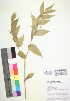 primary herbarium image
