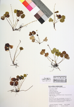 primary herbarium image