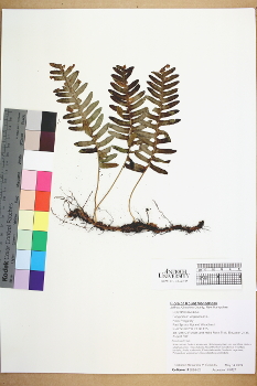 primary herbarium image