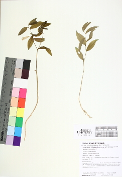 primary herbarium image