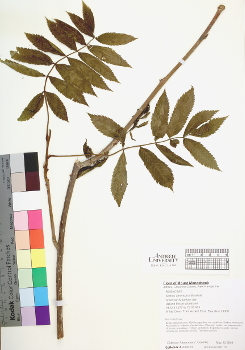 primary herbarium image