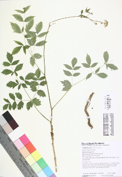 primary herbarium image