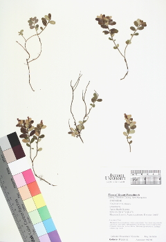 primary herbarium image