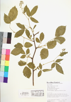 primary herbarium image