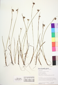 primary herbarium image