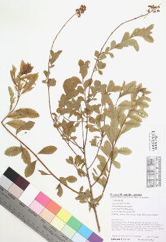 primary herbarium image