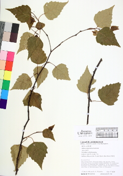 primary herbarium image