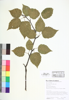 primary herbarium image