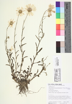 primary herbarium image