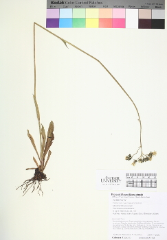 primary herbarium image