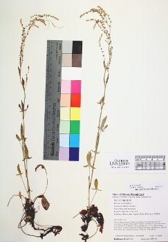 primary herbarium image