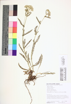 primary herbarium image