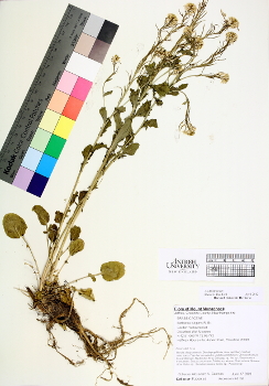 primary herbarium image