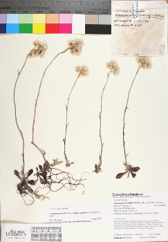 primary herbarium image