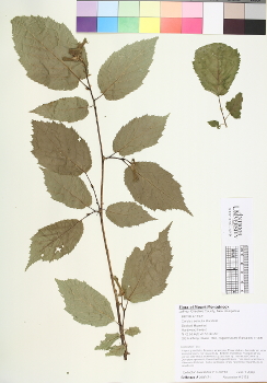 primary herbarium image