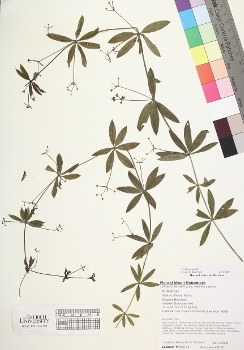 primary herbarium image