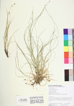 primary herbarium image