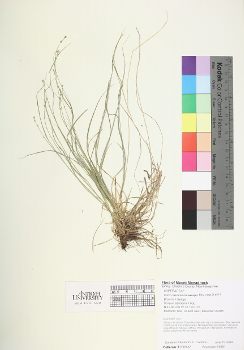 primary herbarium image