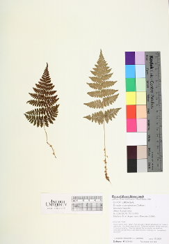 primary herbarium image