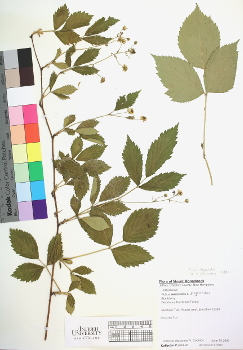 primary herbarium image