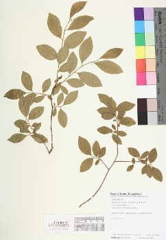 primary herbarium image