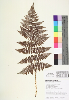 primary herbarium image