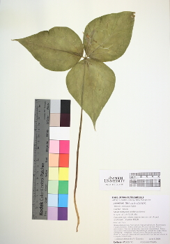 primary herbarium image