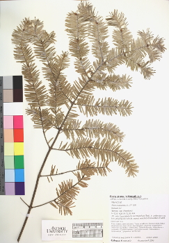 primary herbarium image