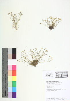 primary herbarium image