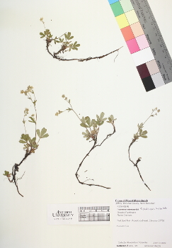 primary herbarium image