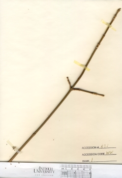primary herbarium image