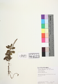 primary herbarium image
