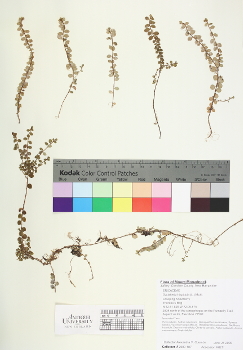 primary herbarium image