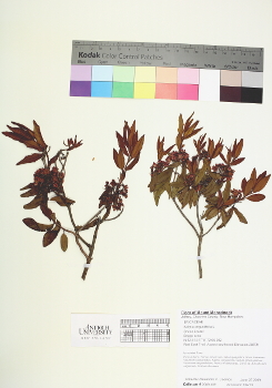 primary herbarium image