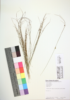 primary herbarium image