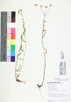 primary herbarium image