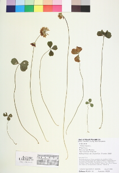 primary herbarium image