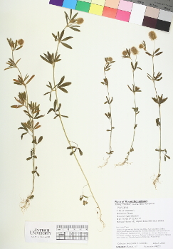 primary herbarium image