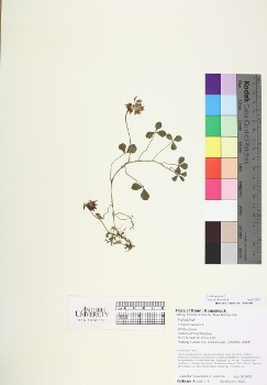 primary herbarium image