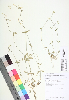 primary herbarium image