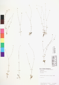 primary herbarium image