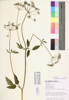 primary herbarium image
