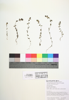 primary herbarium image
