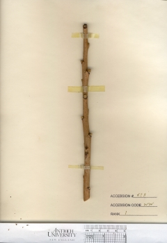 primary herbarium image