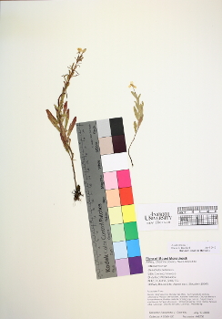 primary herbarium image